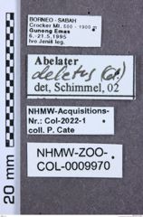 Etiketten zu Calais rudis (NHMW-ZOO-COL-0009970)